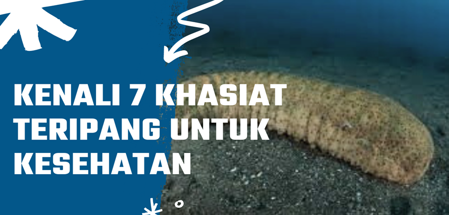 Kenali 7 Khasiat Teripang untuk Kesehatan
